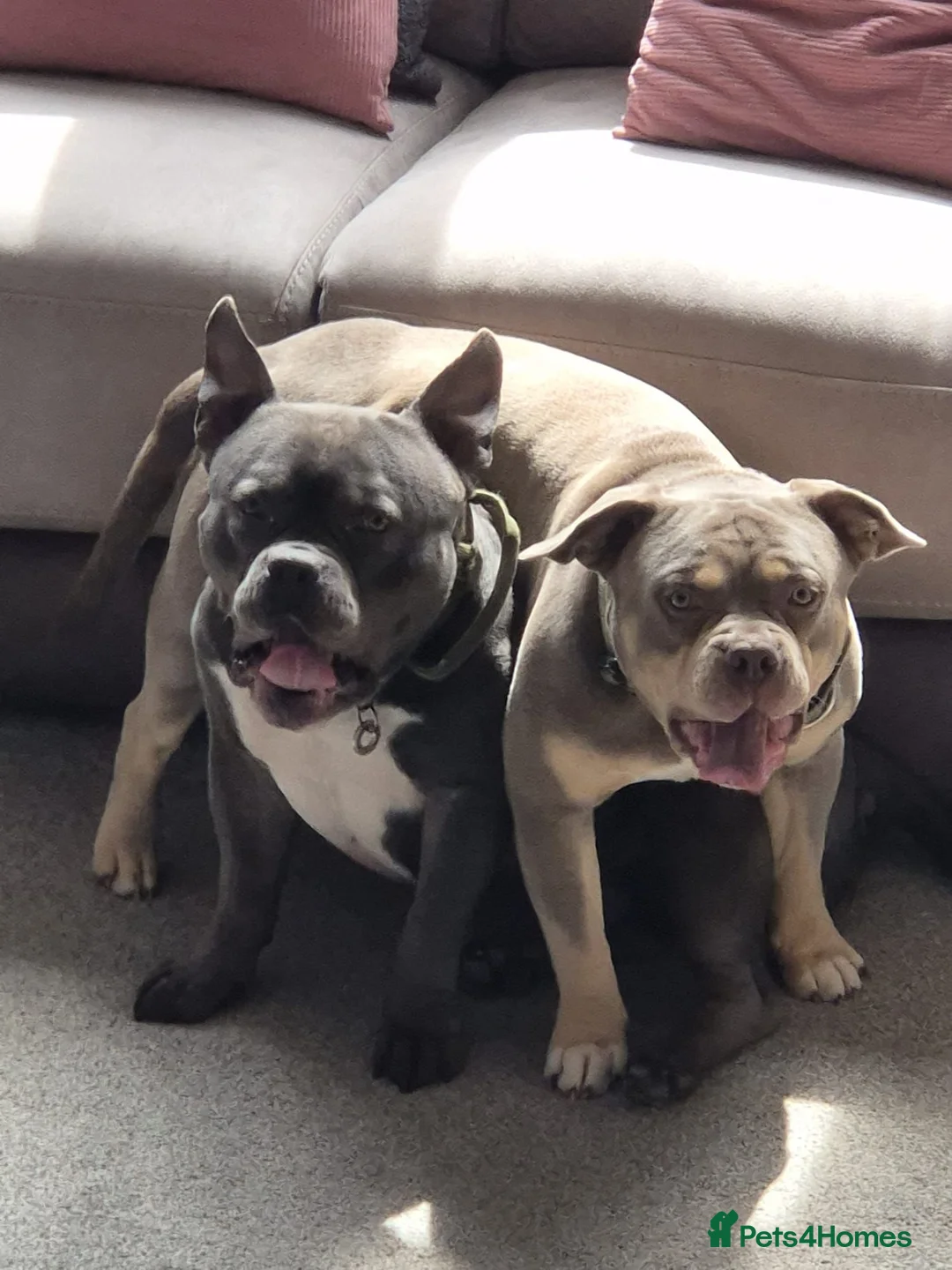 American Bully dogs for sale: Pocket bully - Advert 11