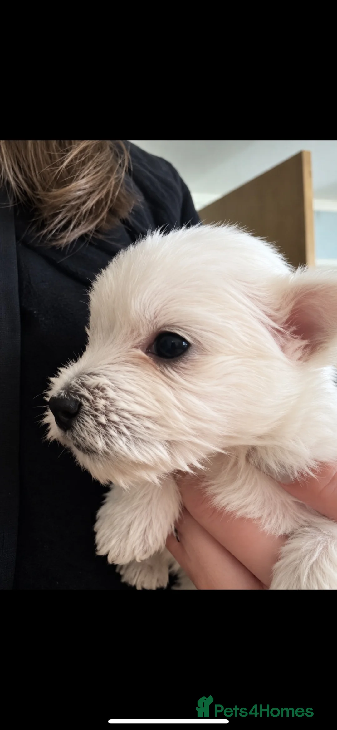 West Highland Terrier dogs for sale: Kc Westie pups  - Advert 1