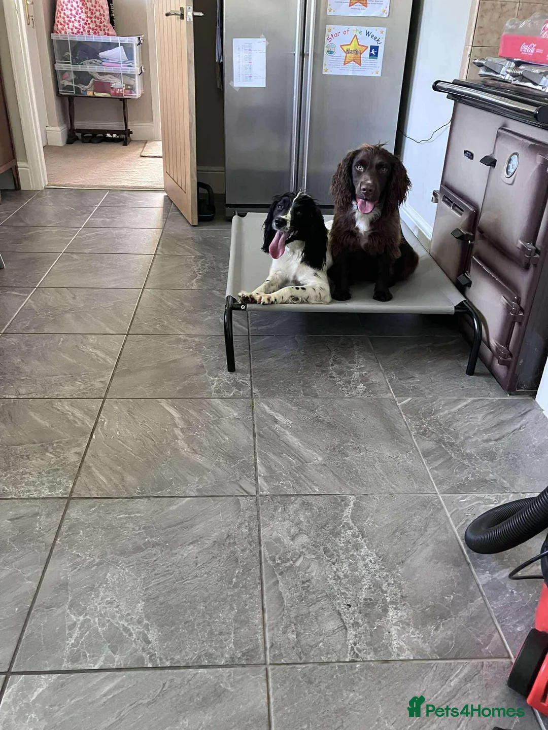 Sprocker dogs for sale: BEAUTIFUL LITTER OF SPROCKER PUPS Springer/Cocker in Kilgetty - Advert 4