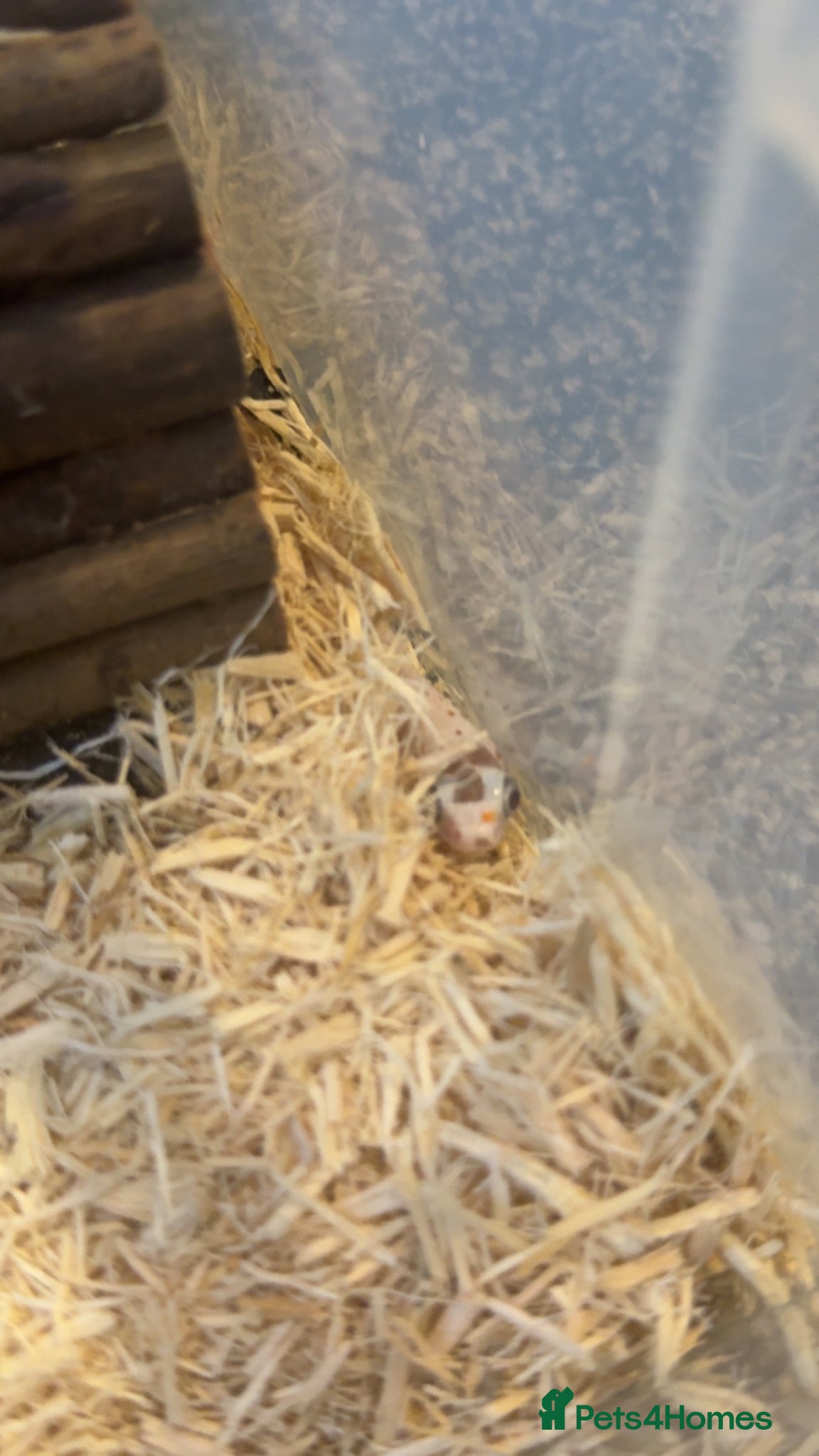 Corn Snake reptiles 3 x corn snakes  all different morphs - Advert 2