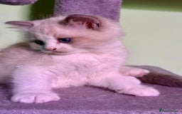 Ragdoll cats for sale: WORLD BEATIFUL RAGDOLL KITTEN/FIFe - Image 17