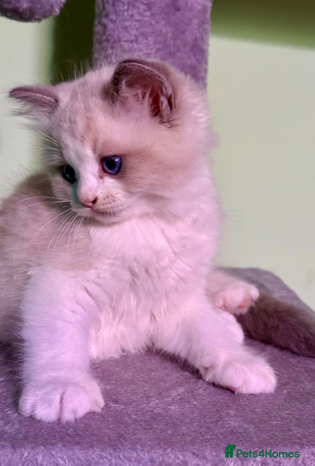 Ragdoll cats for sale: WORLD BEATIFUL RAGDOLL KITTEN/FIFe - Image 17
