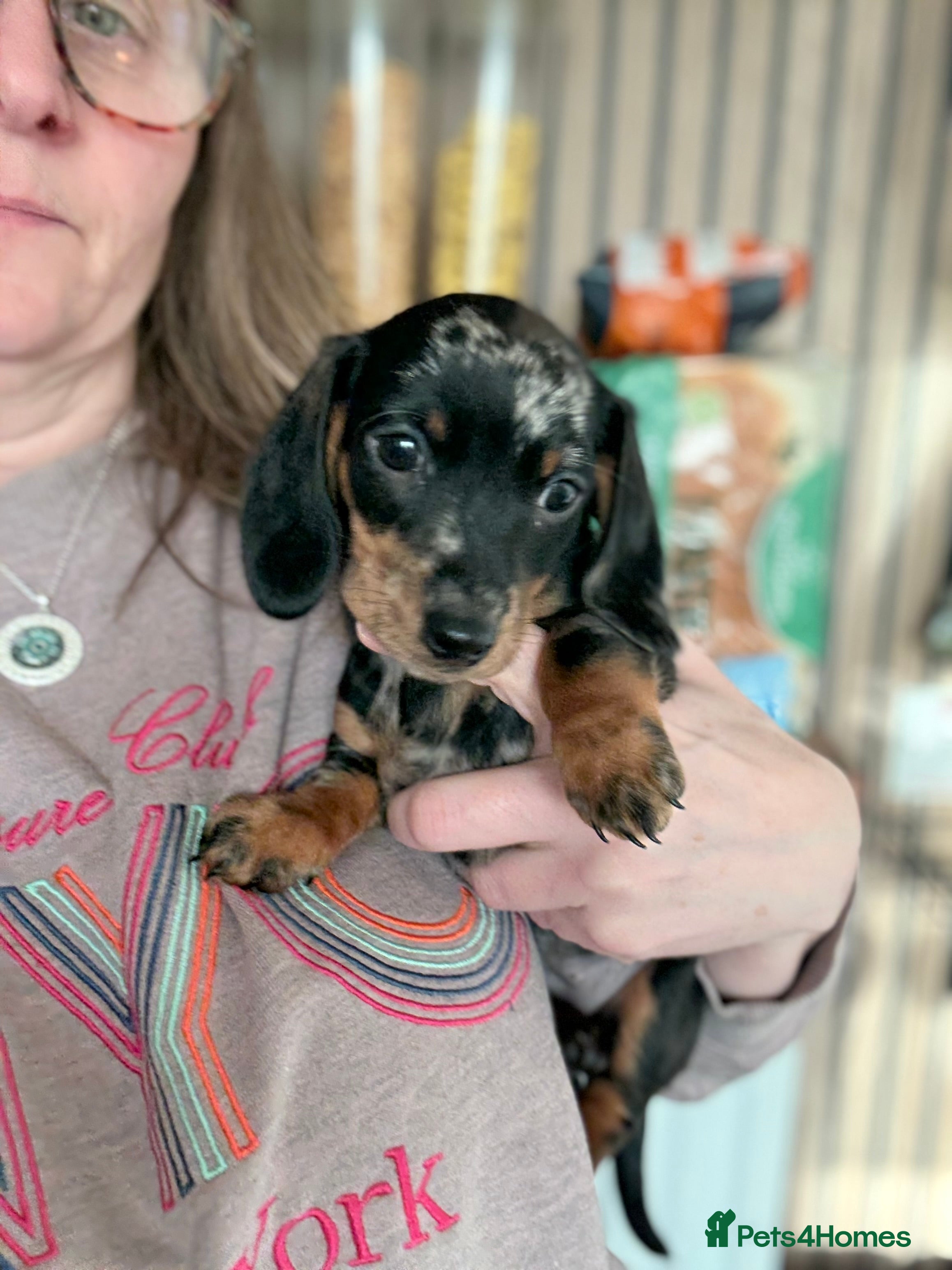 Miniature Dachshund dogs Miniature Dachshunds dapple. KC reg 4th Jan - Advert 6