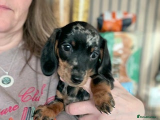 Miniature Dachshund dogs Miniature Dachshunds dapple. KC reg 4th Jan - Advert 14