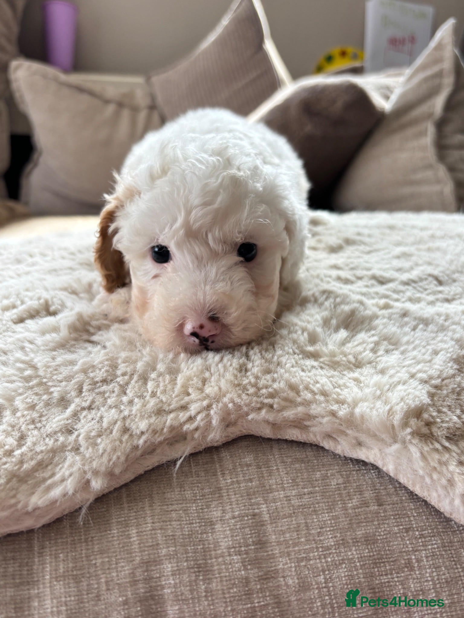Cavapoo dogs Stunning extensively health tested cavapoo pups - Advert 2