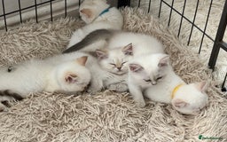 British Shorthair cats for sale: Champion sired Golden Colourpoint Kittens  - Image 14