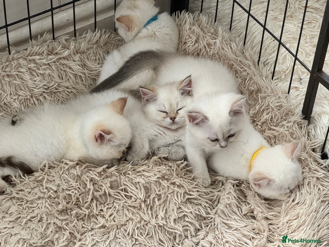 British Shorthair cats for sale: Champion sired Golden Colourpoint Kittens  - Image 14