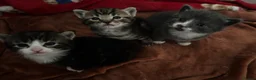 Domestic Shorthair cats for sale: Beautiful kittens looking for their forever homes - Advert 1