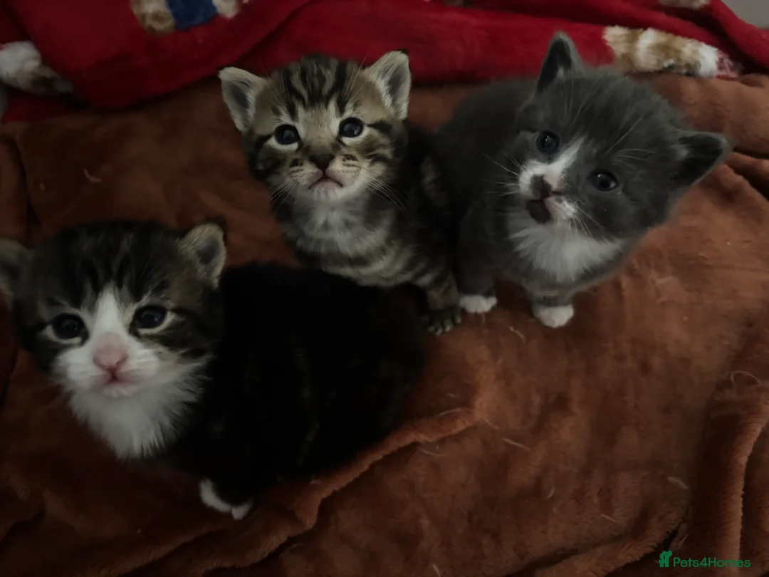 Domestic Shorthair cats for sale: Beautiful kittens looking for their forever homes - Advert 1