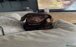 Miniature Dachshund dogs for sale: Miniature daschund male  - Image 2