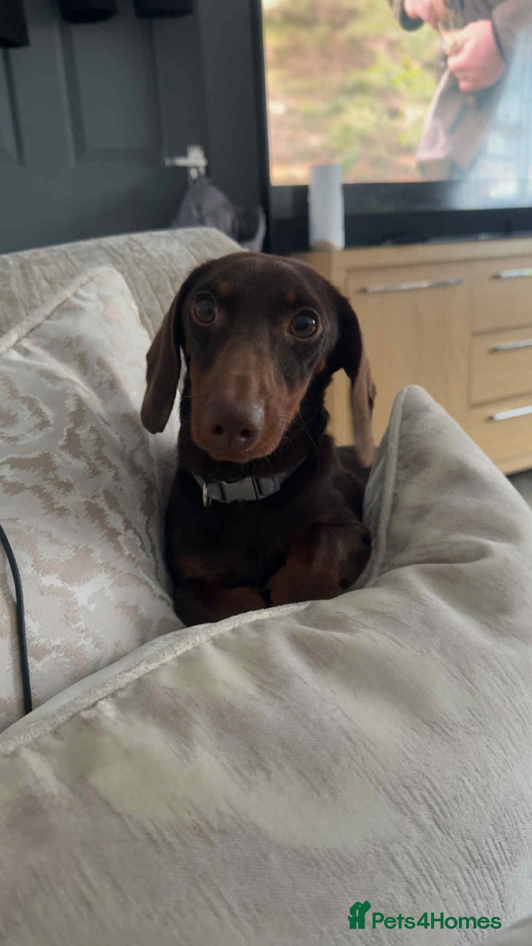 Miniature Dachshund dogs for sale: Miniature daschund male  - Image 2