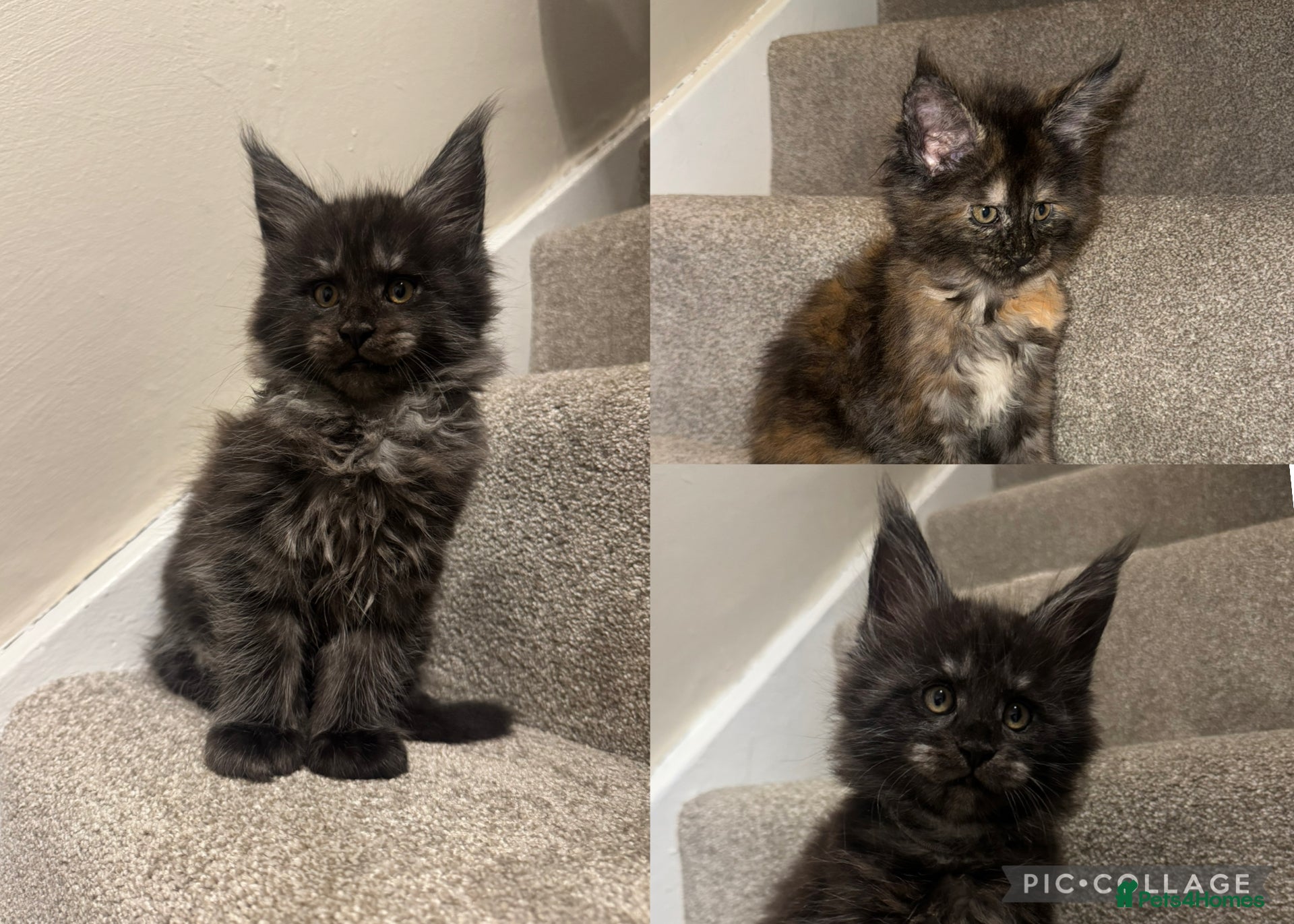 Maine Coon cats Maine coon kittens 3 left ready to go on the 18th  - Advert 14