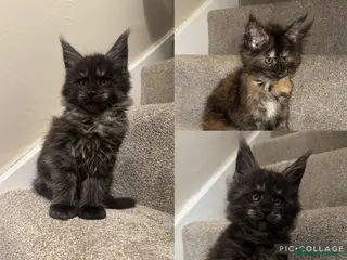 Maine Coon cats Maine coon kittens 3 left ready to go on the 18th - Advert 1
