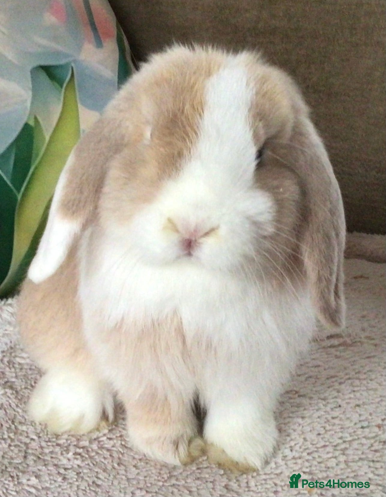 Mini Lop rabbits Mini lop buck - Advert 6