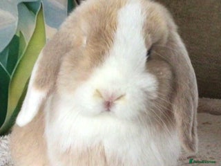 Mini Lop rabbits Mini lop buck - Advert 2