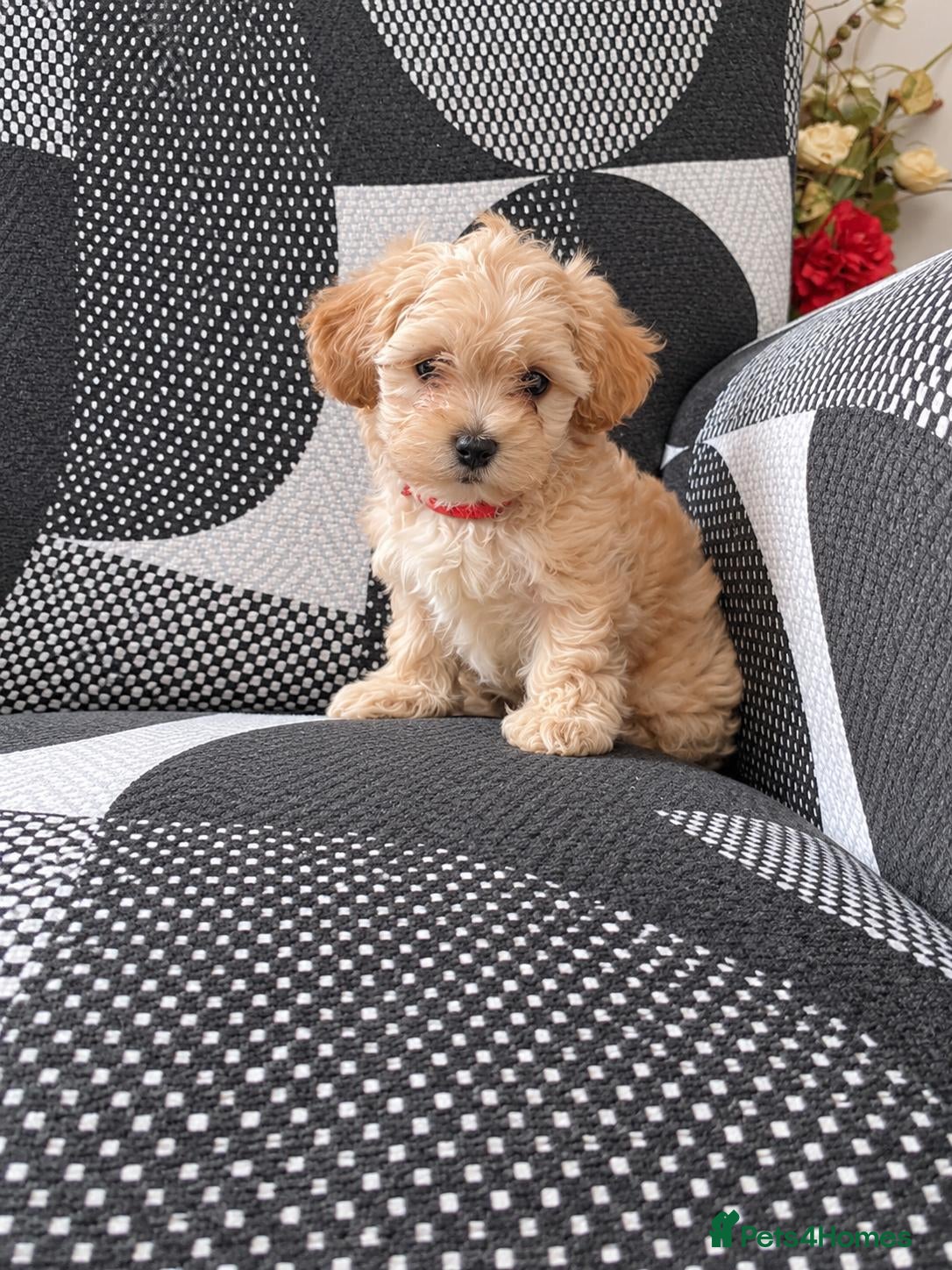 Maltipoo dogs for sale: Korean mulitpoo 2 girls remaining  - Advert 1