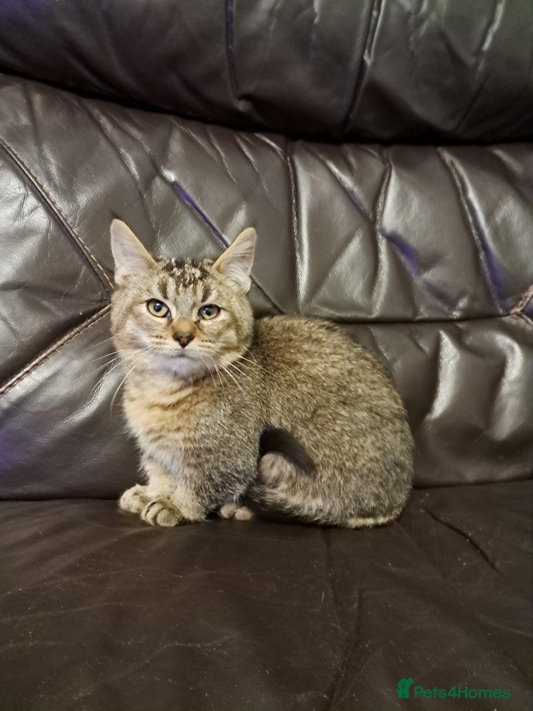 Munchkin cats for sale: Munchkin, Sausage kittens - Advert 2