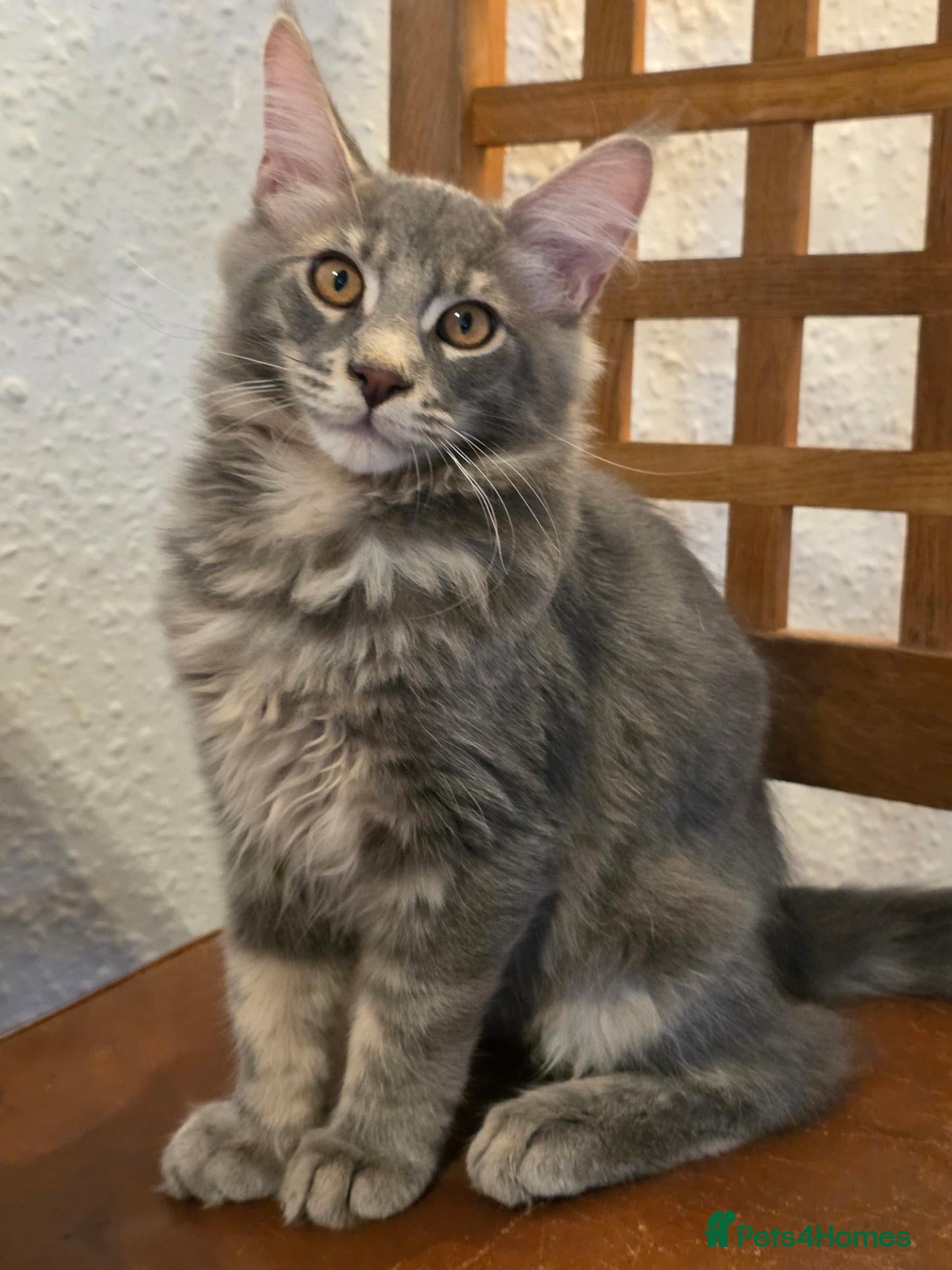 Maine Coon cats ❤️ TICA Registered Maine Coon Kittens Ready Now ❤️ - Advert 2