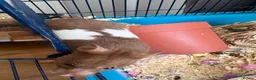 Hamster rodents for sale: Hamster and full set up  in Nottingham - Advert 8