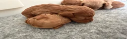 Cavapoo dogs for sale: F1B Cavapoo Puppies  in London - Advert 6