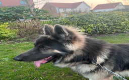German Shepherd dogs for stud: Blue kc gsd stud  in Oldham - Image 14