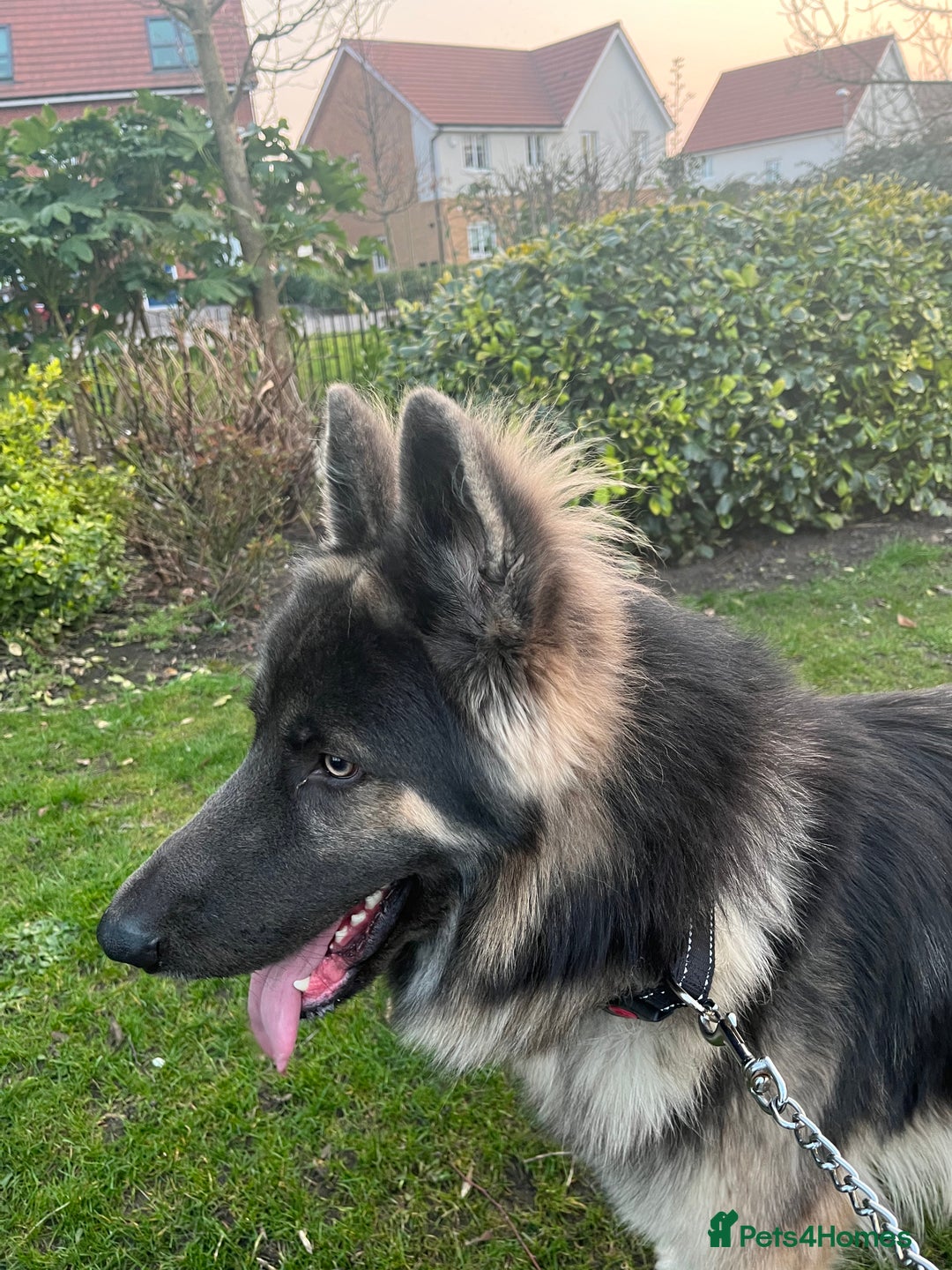 German Shepherd dogs for stud: Blue kc gsd stud  in Oldham - Image 14