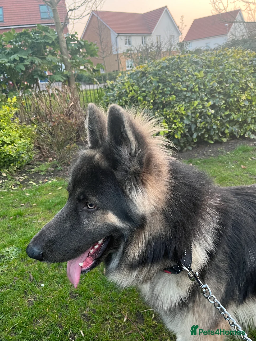 German Shepherd dogs for stud: Blue kc gsd stud  in Oldham - Advert 14