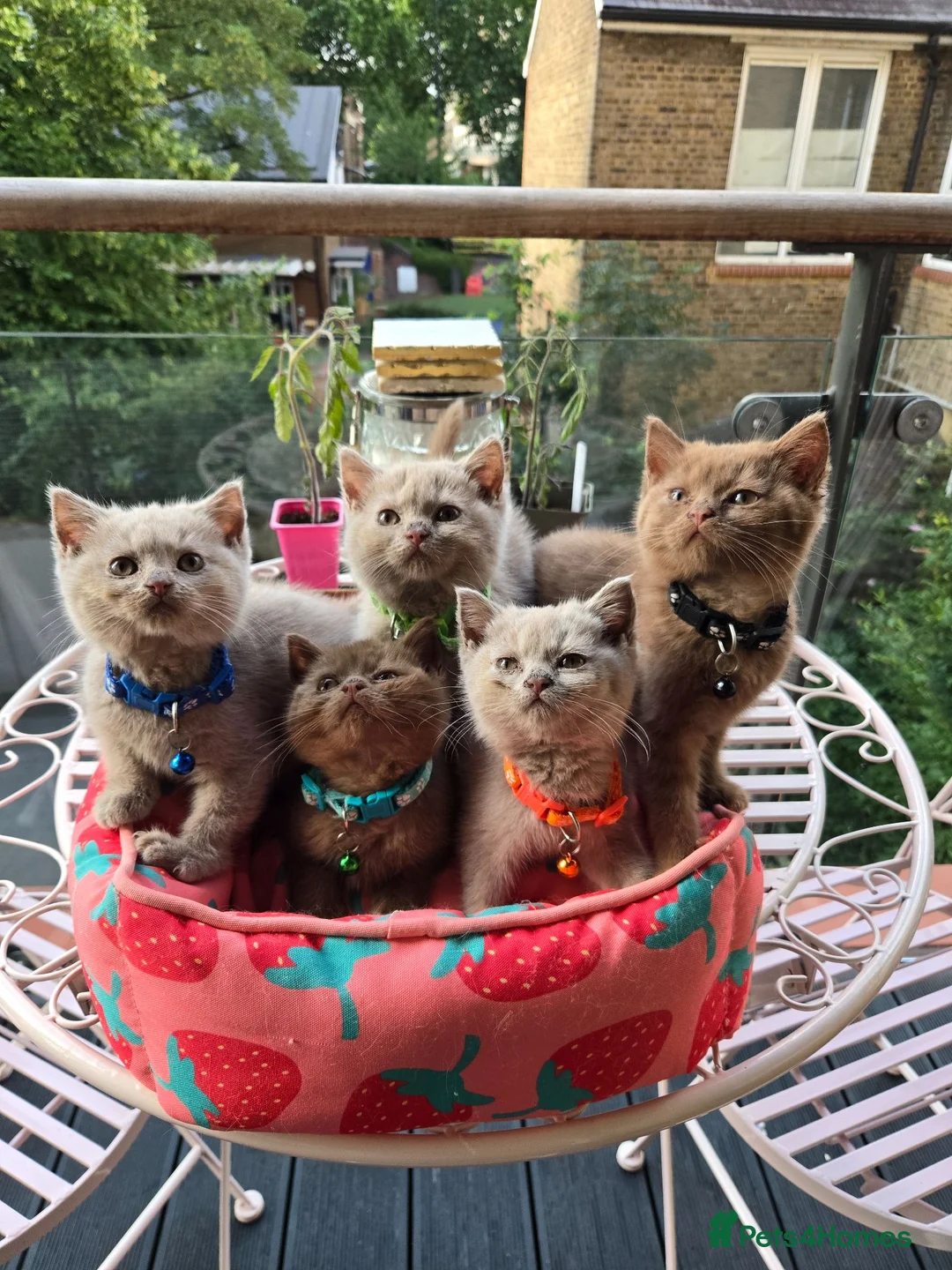 British Shorthair cats for sale: RARE! British Shorthair Kittens Cinnamon & Fawn in London - Advert 1