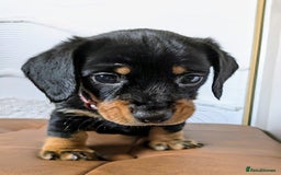 Miniature Dachshund dogs for sale: Miniature Dachshund Puppies  - Image 13