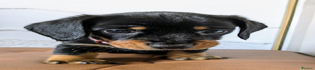 Miniature Dachshund Puppy 2