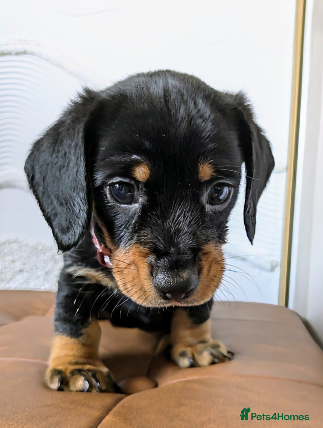 Miniature Dachshund dogs for sale: Miniature Dachshund Puppies  - Image 13