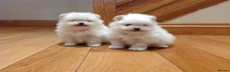 Pomeranian dogs for stud: Optic White/cream  true to type boy for stud only in Lanark - Advert 5