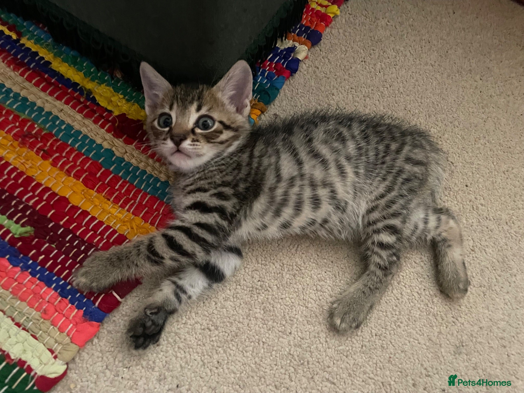 Mixed Breed cats Bengal and Russian Blue mixed kittens - Advert 1