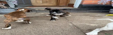 Boxer Puppy 7