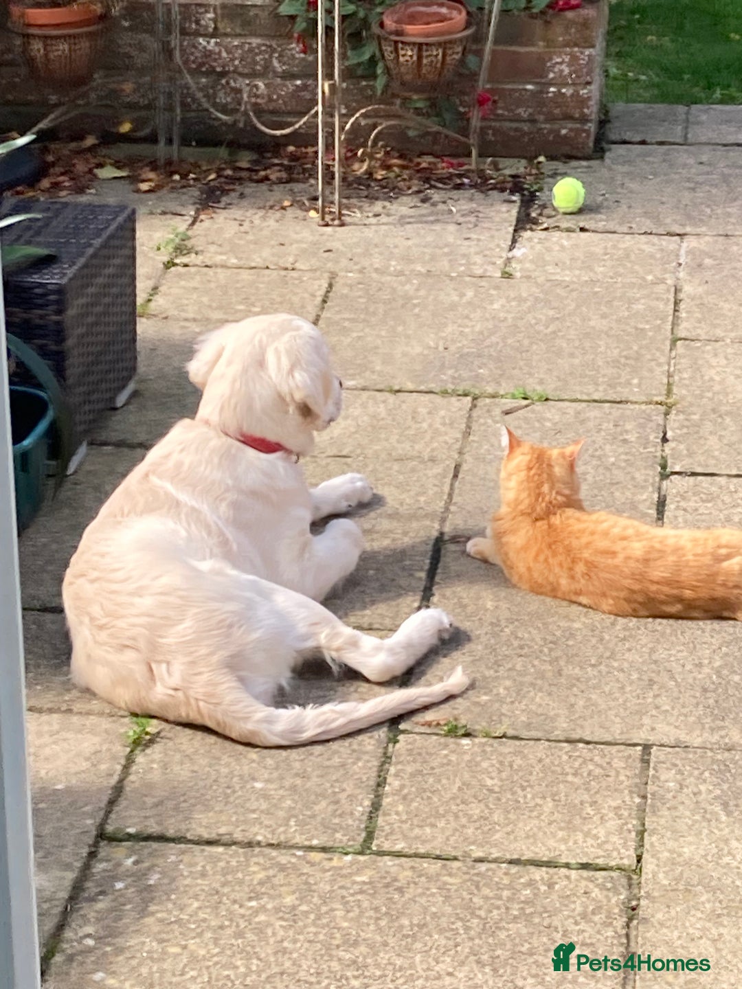 Golden Retriever dogs for sale: 15 month old Golden Retriever, Male, sweet, gentle - Image 6