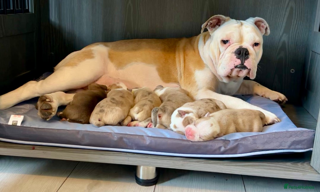 Olde English Bulldogge dogs for sale: CARTEL BLOODLINE OLDE ENGLISH PUPPIES!!  - Image 18