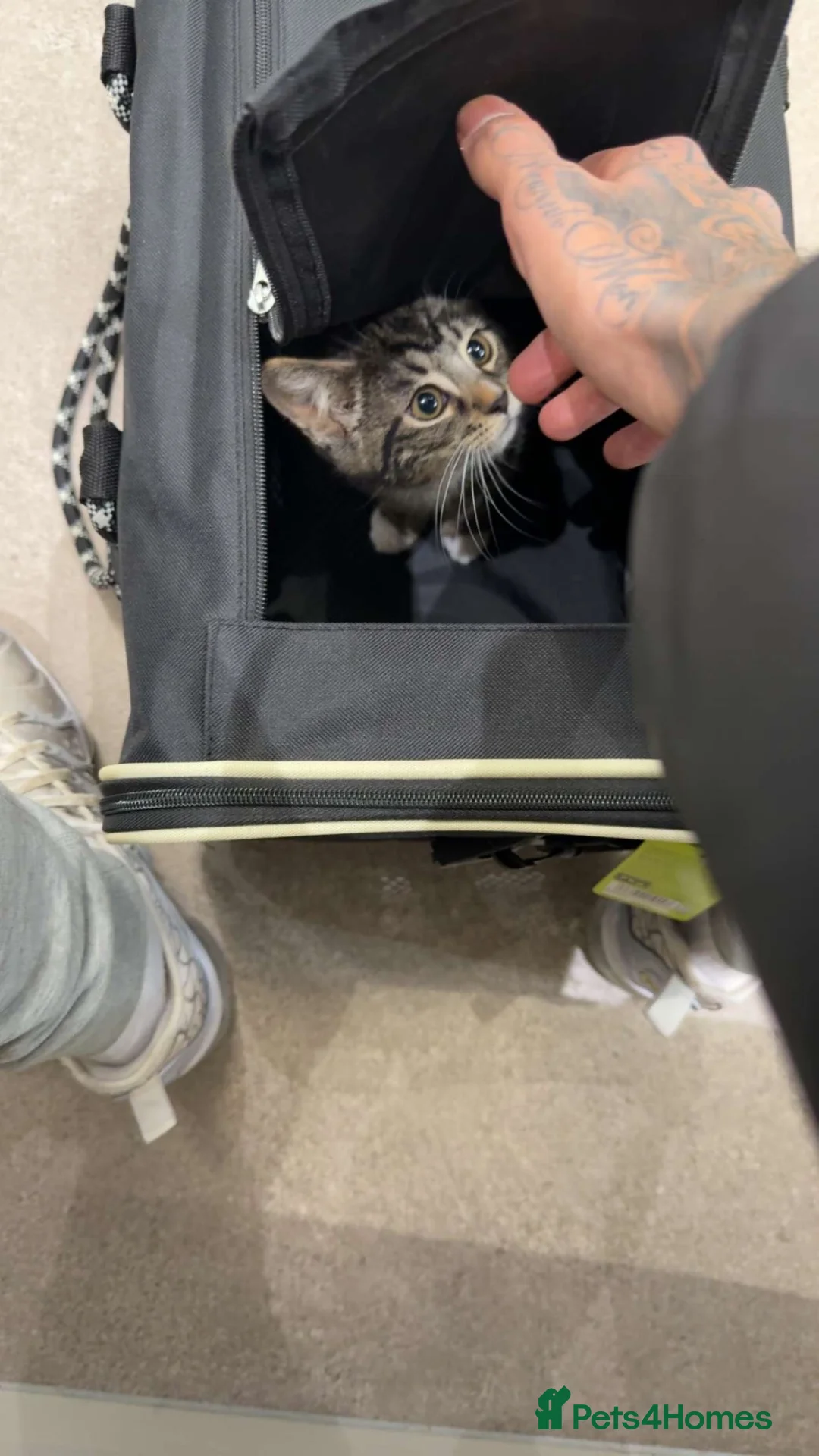 American Shorthair cats for sale: 1-Year-Old Tabby American Shorthair – Kylie in Slough - Advert 1