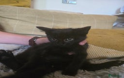 Mixed Breed cats for sale: Gorgeous kittens for sale - Image 4