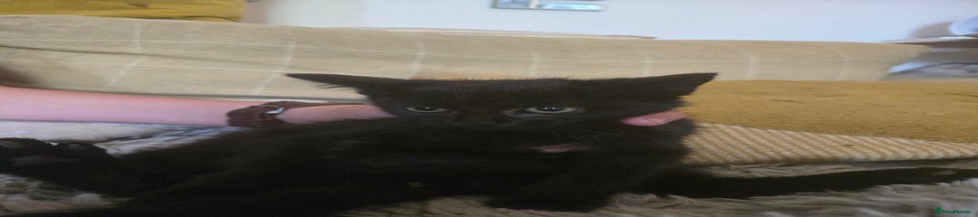 Mixed Breed Kitten 3