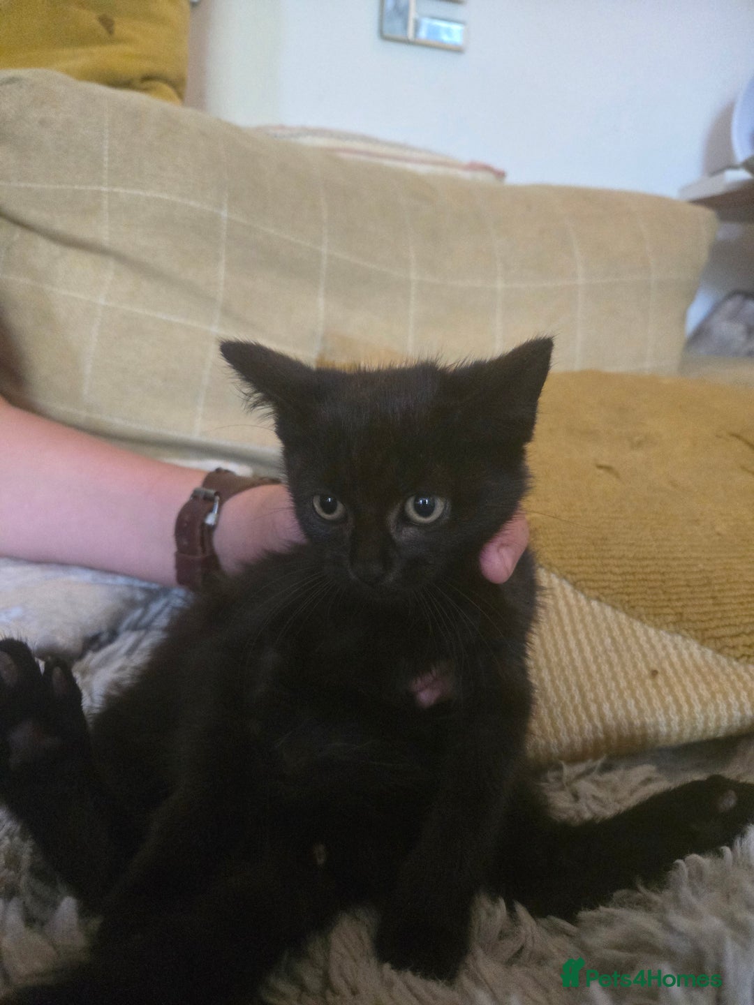 Mixed Breed cats for sale: Gorgeous kittens for sale - Image 4