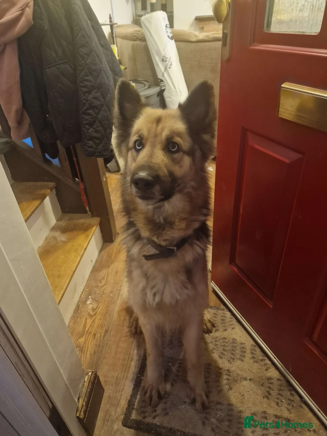 German Shepherd dogs for sale: Luna  - Advert 1