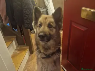 German Shepherd dogs Luna - Advert 4