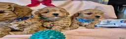 Maltipoo dogs for sale: Maltipoo  - Advert 7