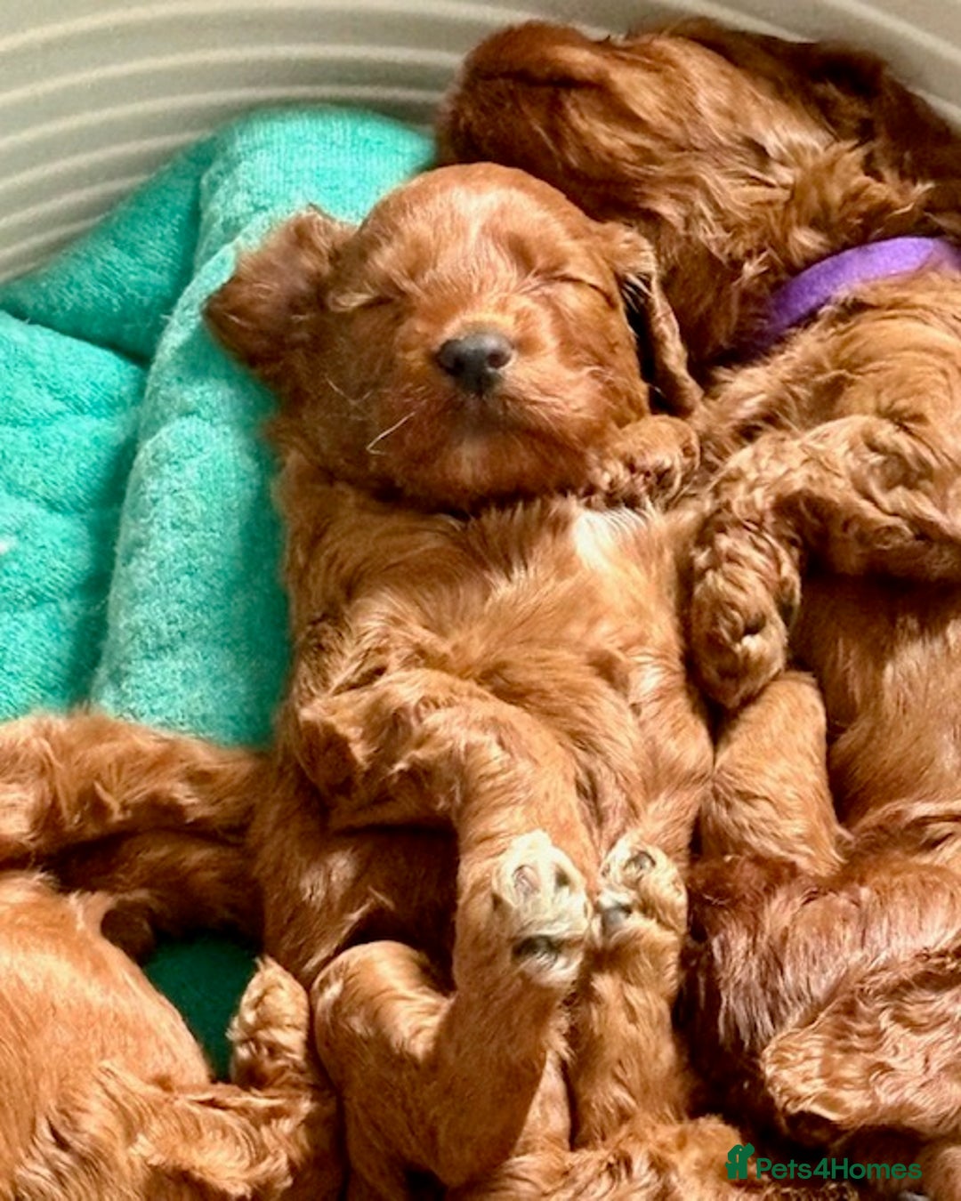 Cockapoo dogs for sale: Viewing now, Liverpool, Adorable Cockapoo Puppies - Image 1