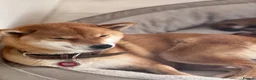Japanese Shiba Inu dogs for sale: Clear DNA red Shiba Inu puppy champion parents - Advert 7