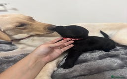 Labrador Retriever dogs for sale: Beautiful Black Labrador  - Image 7