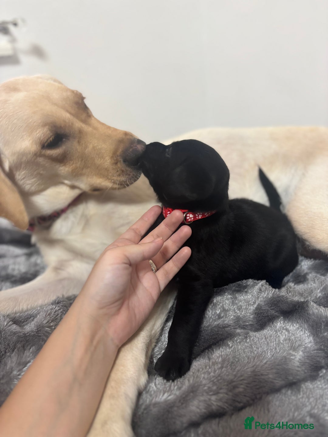 Labrador Retriever dogs for sale: Beautiful Black Labrador  - Image 7