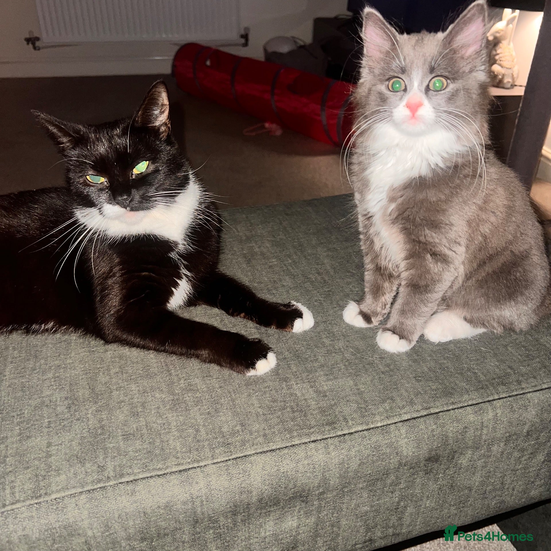 Mixed Breed cats for sale: Beautiful female kitten grey and white mixed  - Advert 6
