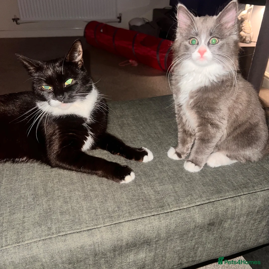Mixed Breed cats for sale: Beautiful female kitten grey and white mixed  - Advert 1