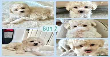 Poochon dogs - Advert 16